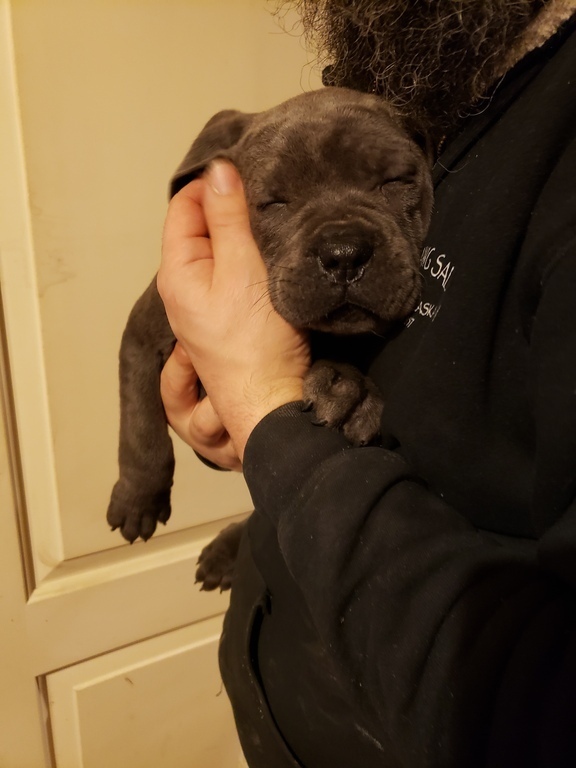 Alaskas List Dogs Cane Corso Puppies For Sale