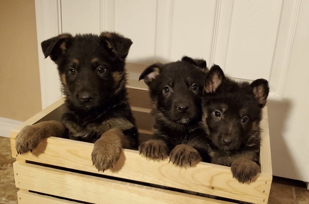 Alaska S List German Shepherd Puppies For Sale