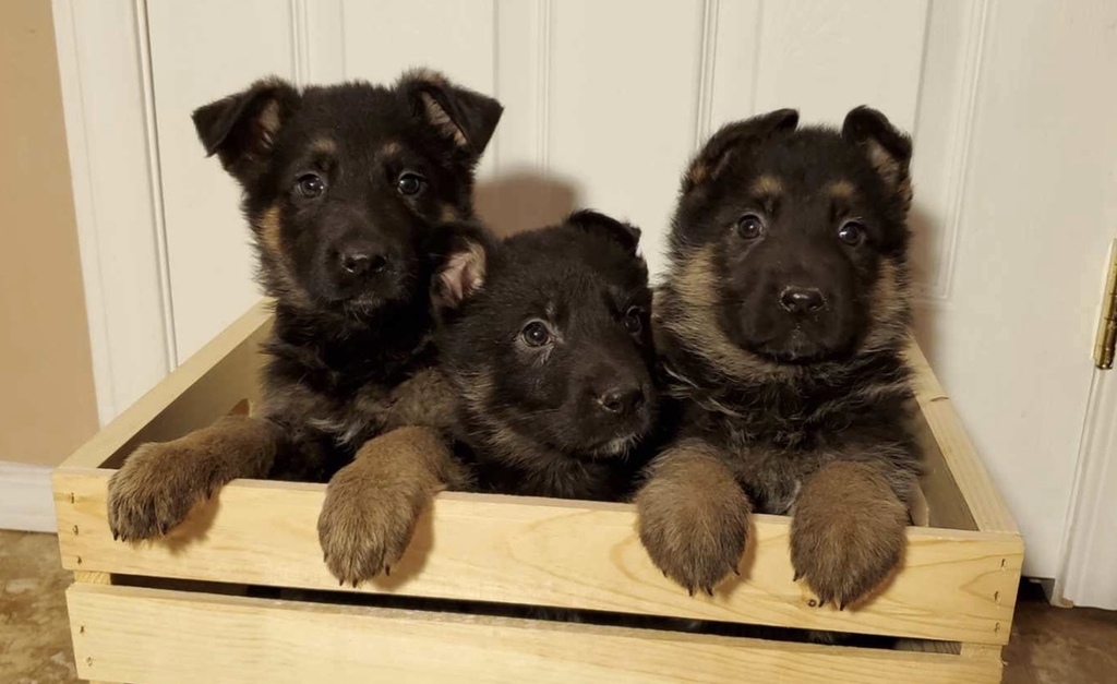 Alaska S List German Shepherd Puppies For Sale