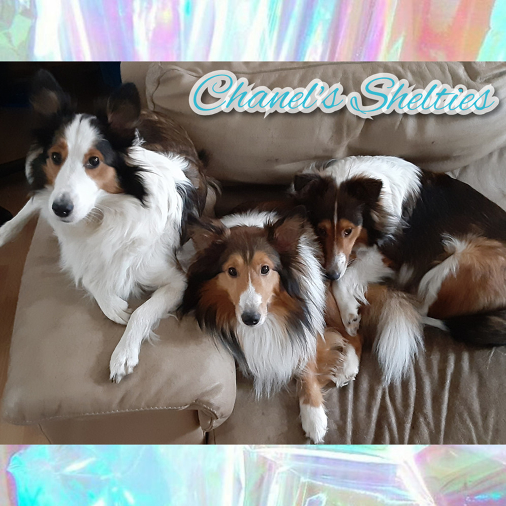 akc shelties for sale