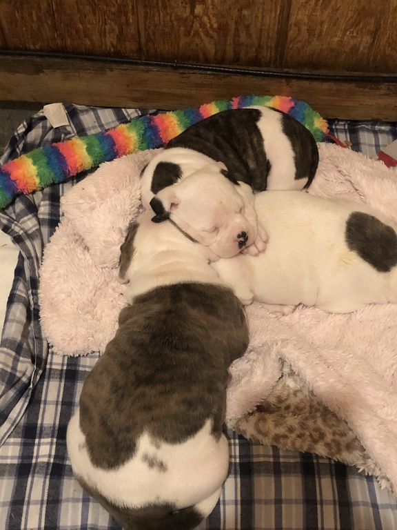 nkc american bulldog puppies for sale
