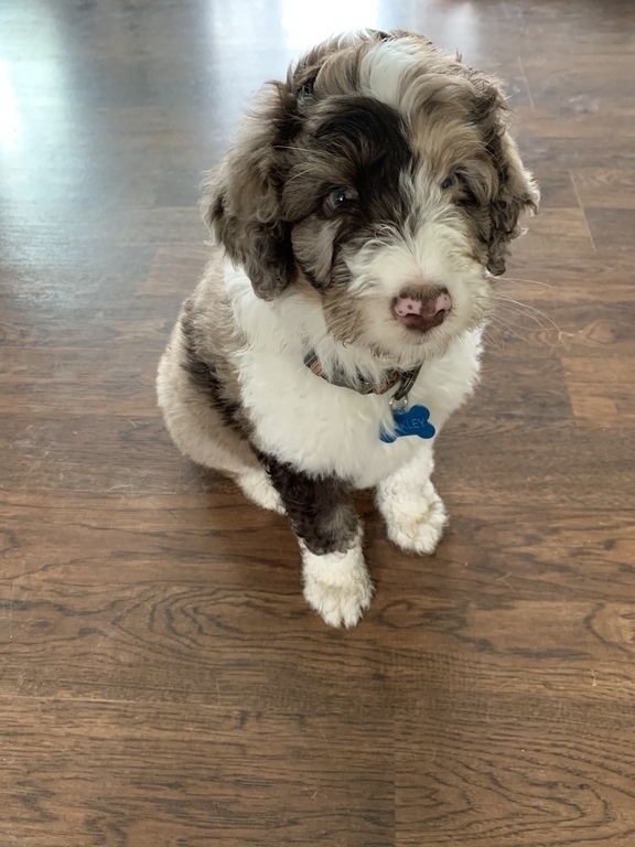 Alaska's List Dog Breeding Aussiedoodl