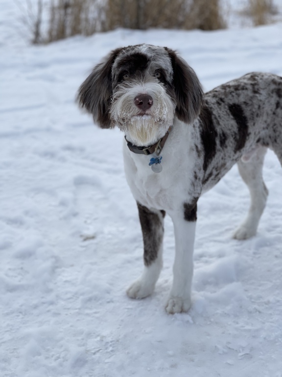 Alaska's List Dog Breeding Aussiedoodl