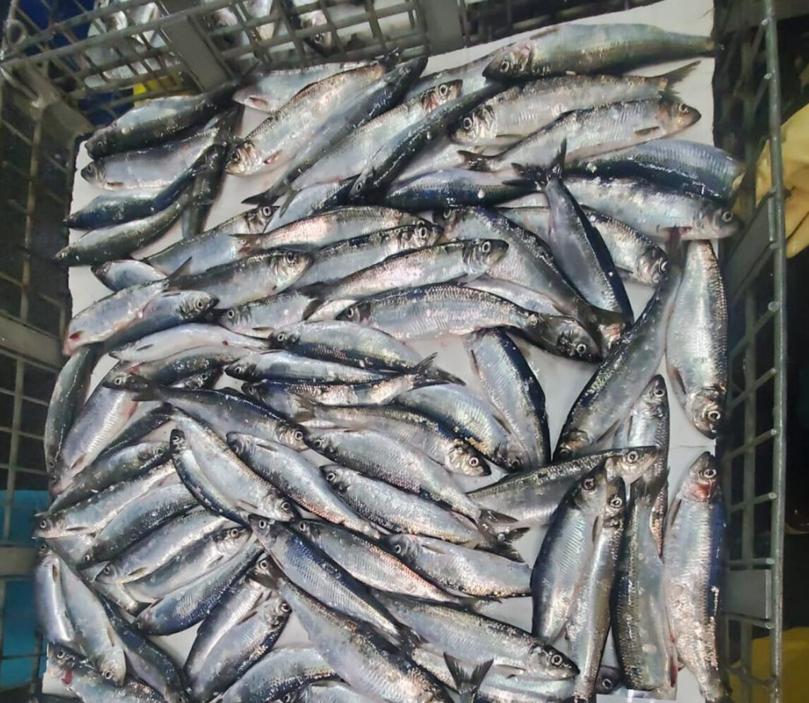 Alaska's List Fishing Extra Large IFQ