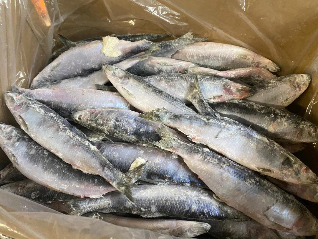 Alaska's List Fishing Extra Large IFQ