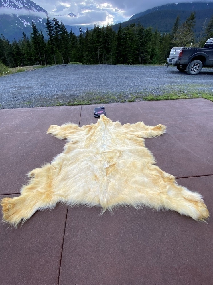 Alaska's List Tanned 9’ Polar Bear Hide For Sale