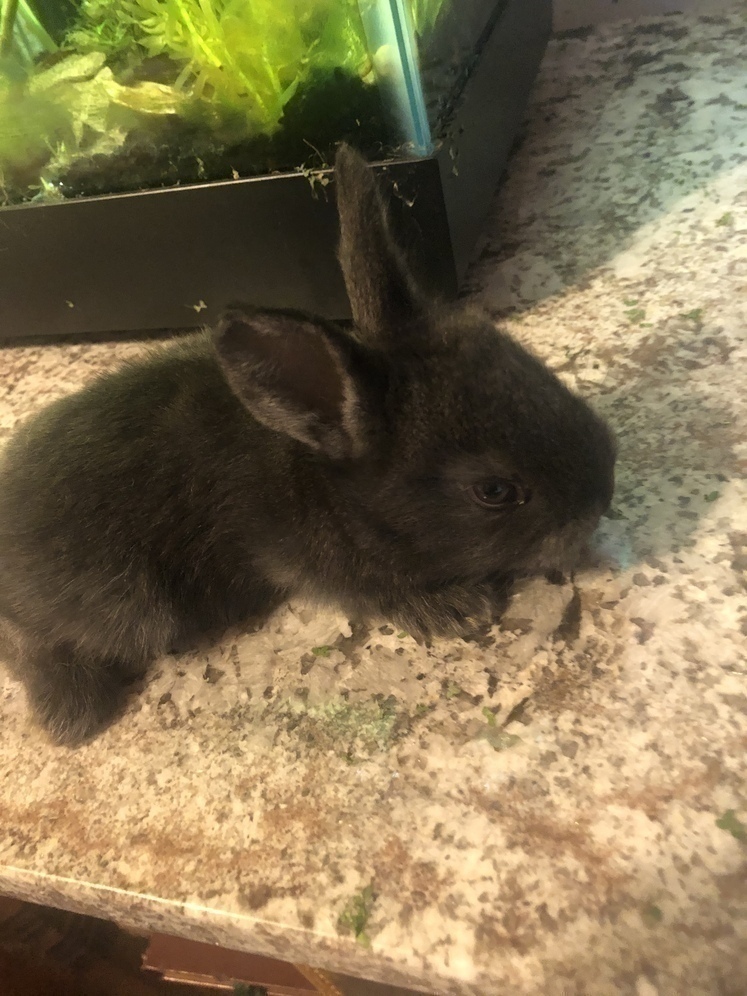 Alaska's List : Flemish Rex Rabbits For Sale