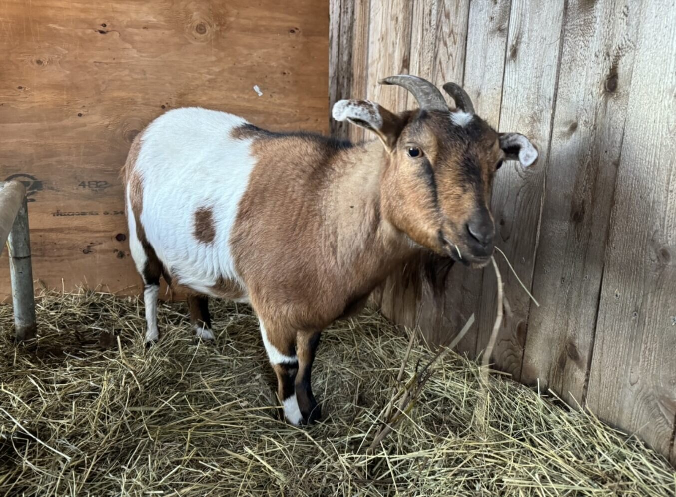 Alaska's List Livestock Goat