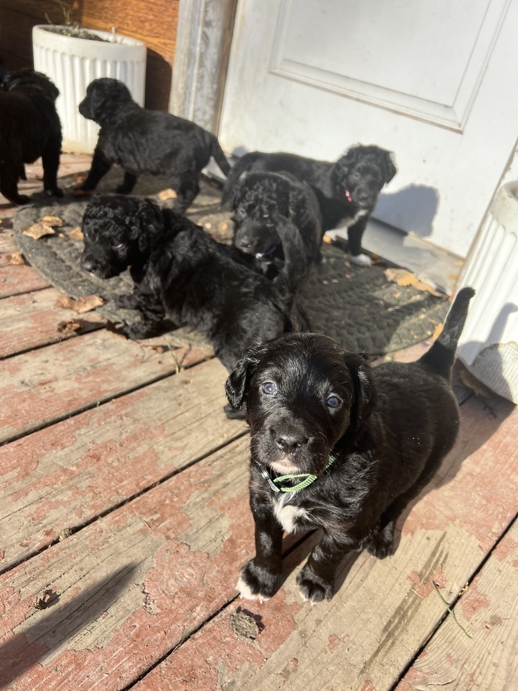 Alaska's List Dogs Golden Retriever/Bo